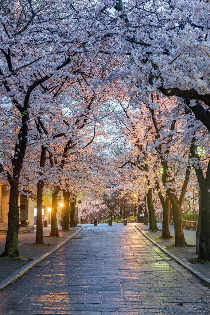 Rua com cerejeiras Japão